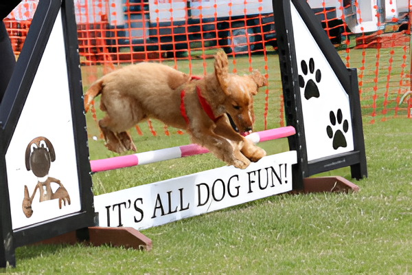 Dog High Res